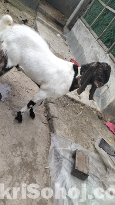 ছাগল